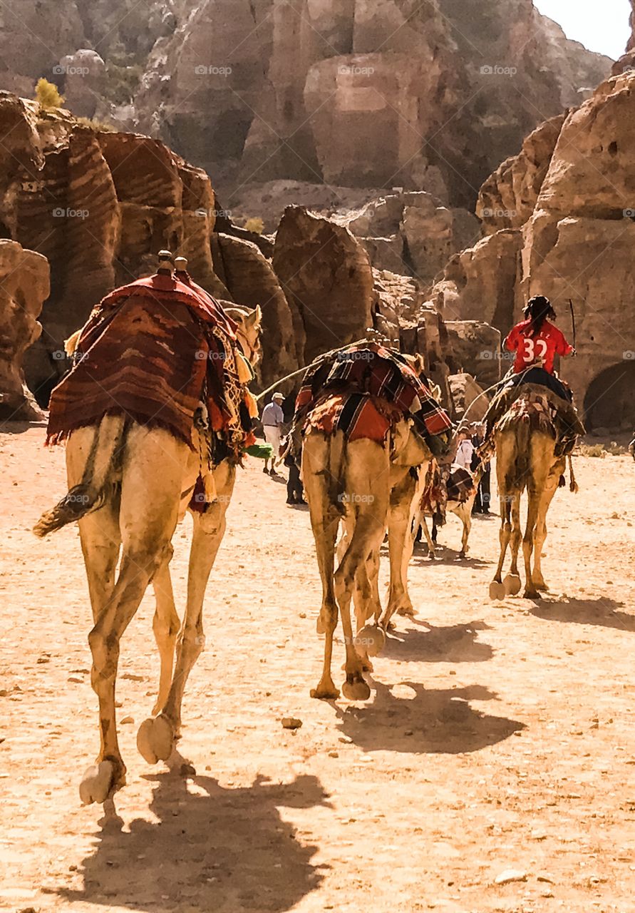 Camel caravan