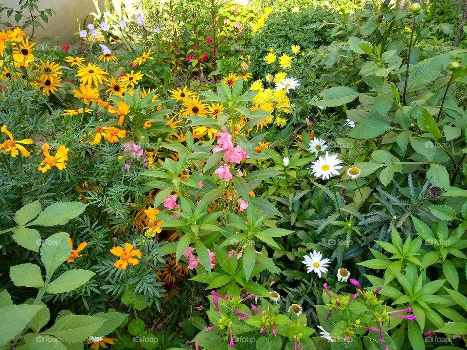 flovers in garden