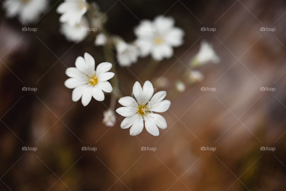White flowers