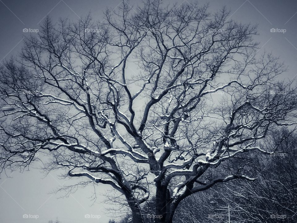 Black and white oak in winter city