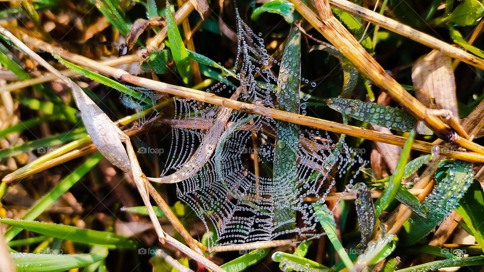 Dewdrops caught in cobweb