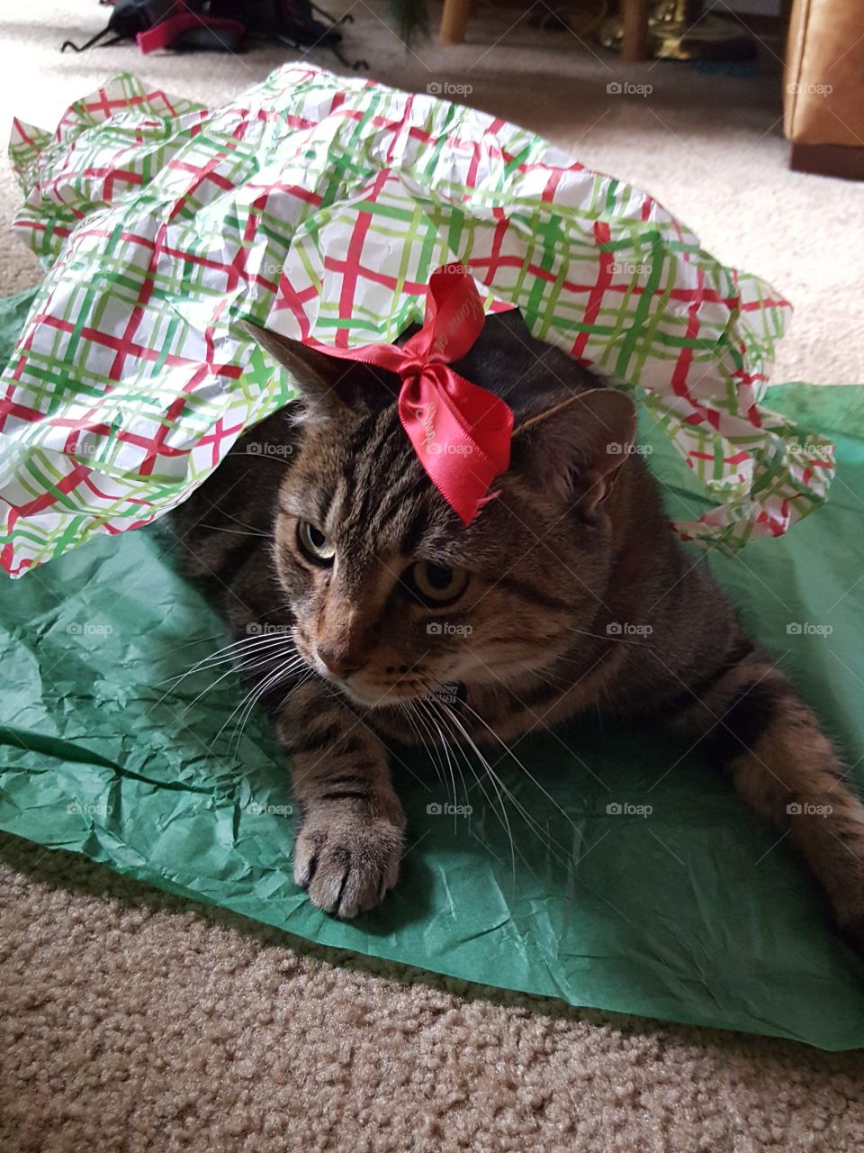 Cute cat wrapped in green Christmas Paper and Red Bow