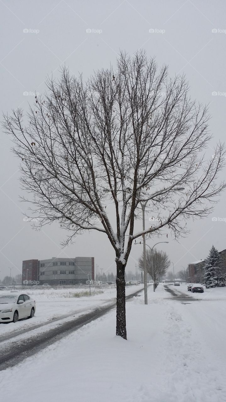 Lonely tree in the snow