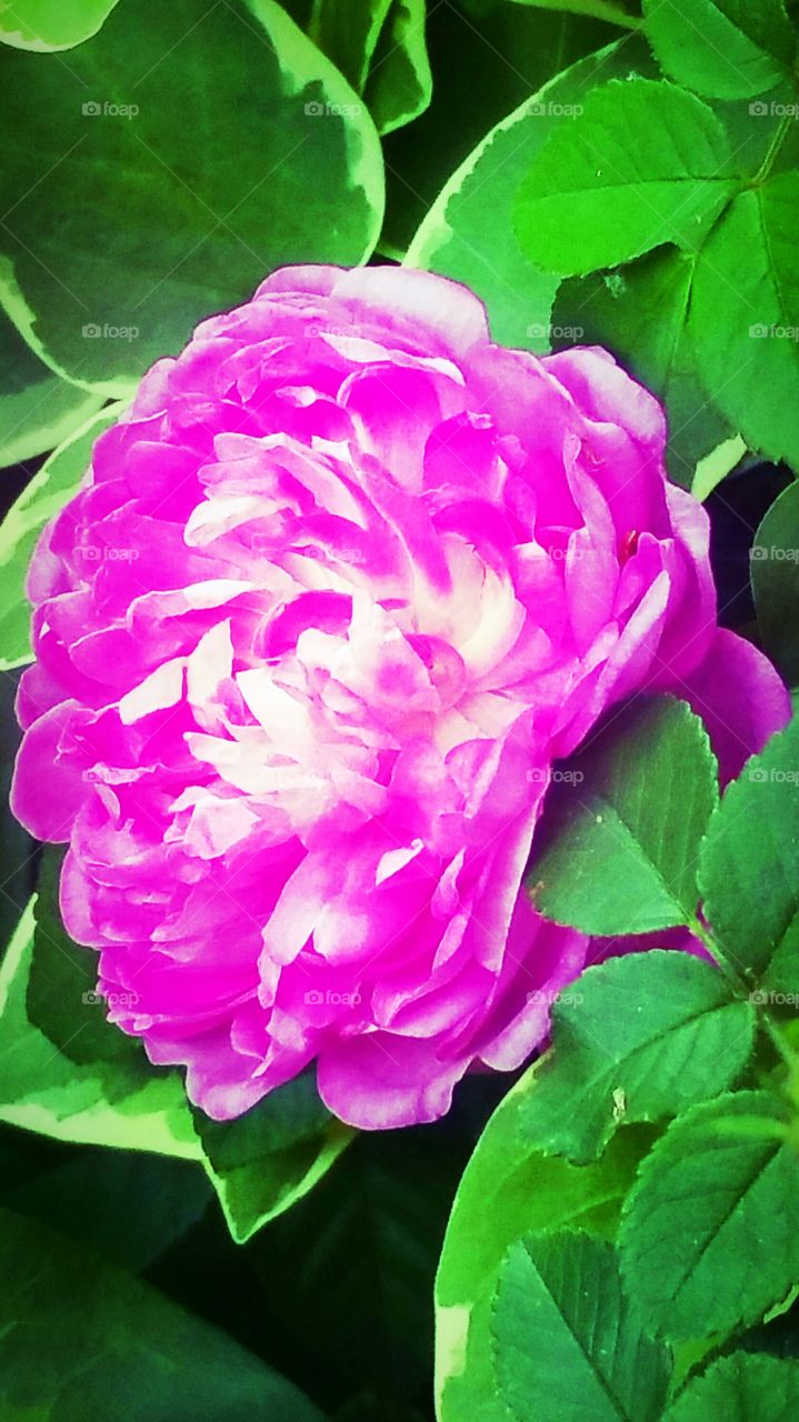 Pink Rose in Spring