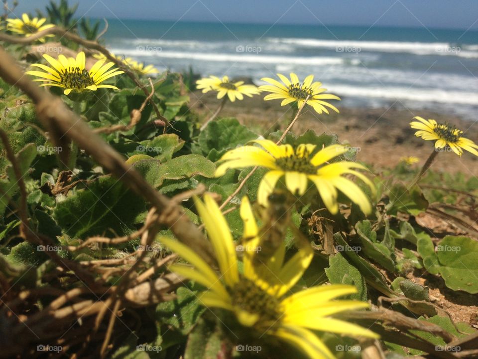 Beach flowers 
