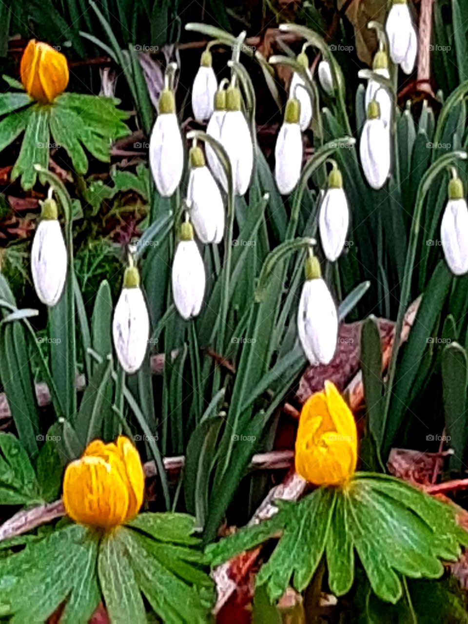 Frühling, Schneeglöckchen, Winterlinge