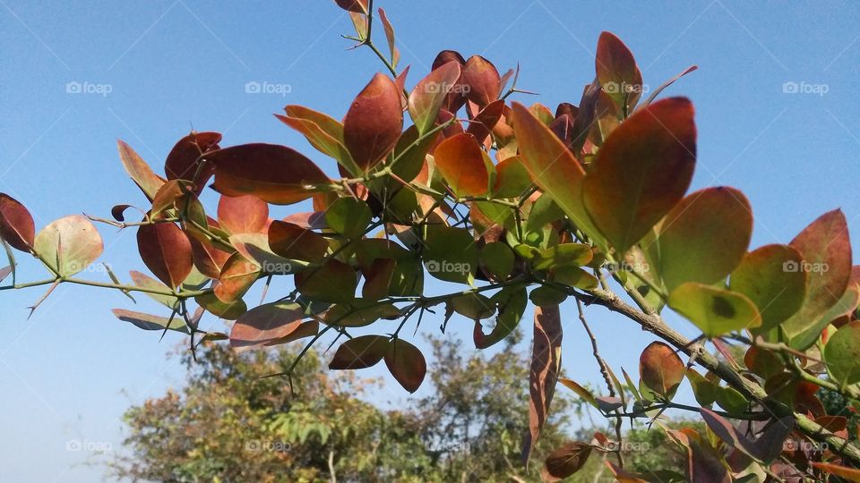 A beautiful scene of a red and green leaves on the plant.