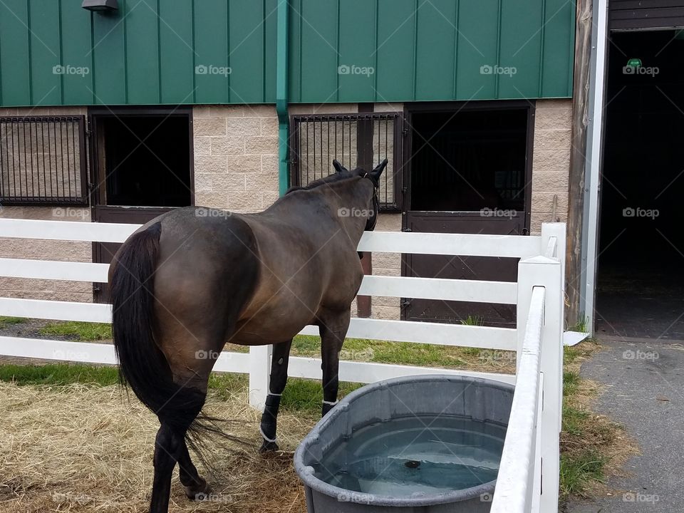 Horse at an equestrian farm.