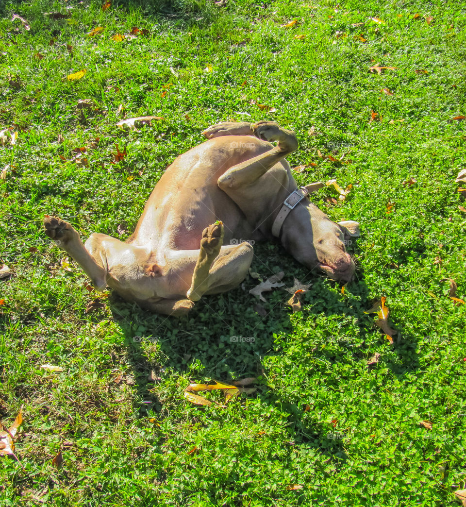 funny pure bred weimaraner dog rolling on back in grass