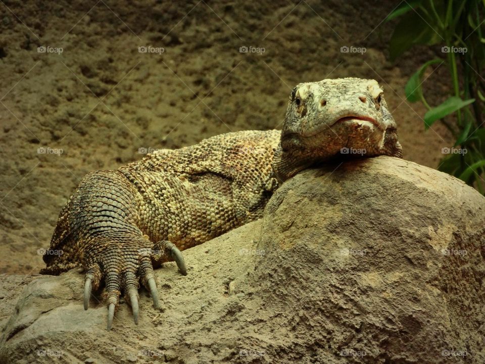 Comodo dragon