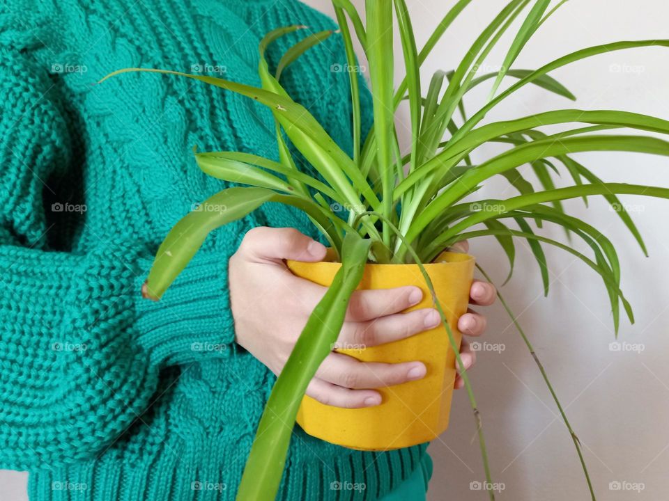 in door flower in a yellow pot chlorophytum.