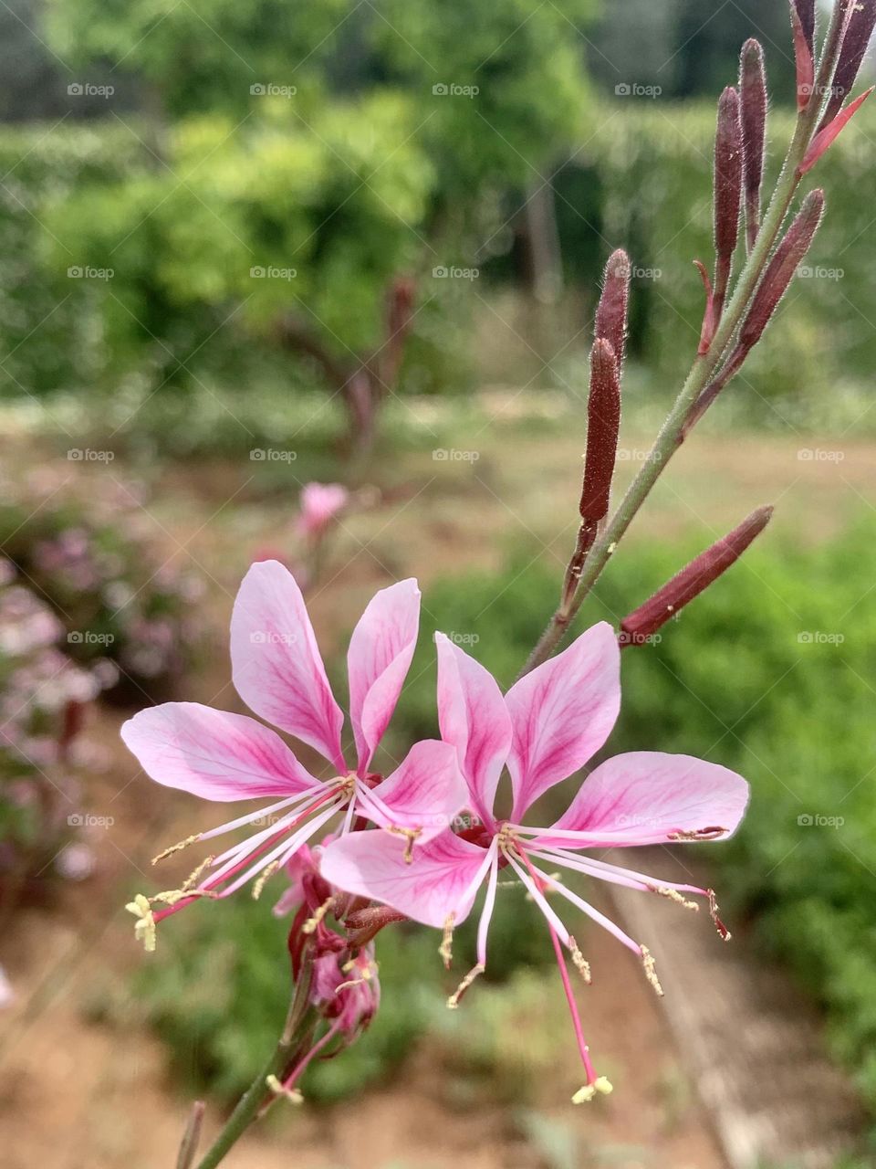 Pink beautiful flower with long stamens blooming in spring time 