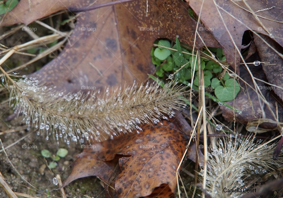 Drops of moisture on tall grass in the field