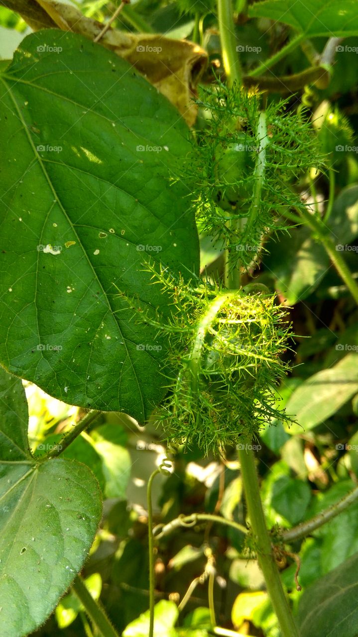 small green niddle fruit