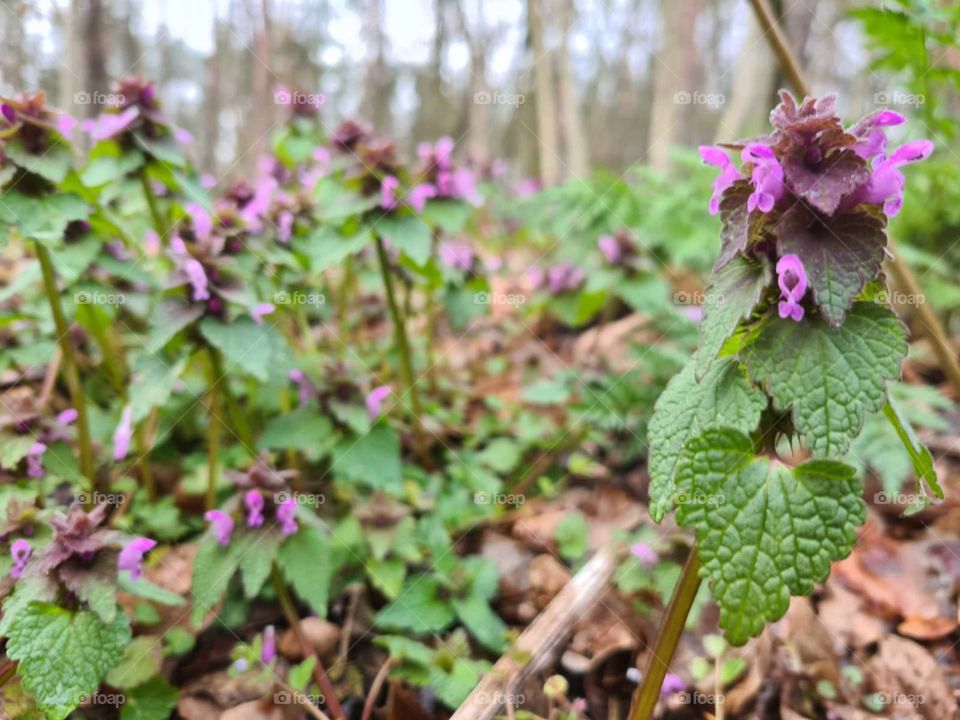Dead nettles in the forest