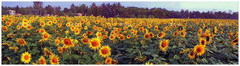Sunflowers Garden