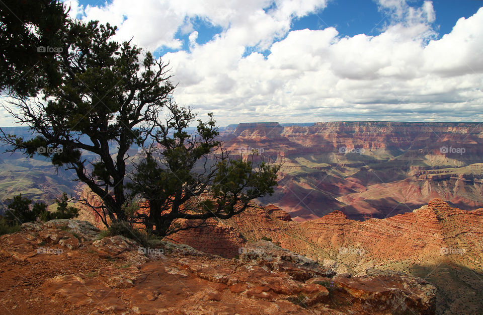 Grand Canyon south rim with juniper tree in foreground