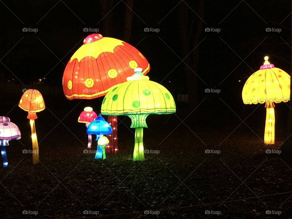 Mushrooms in winter light show 