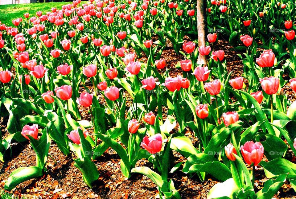 Tulips