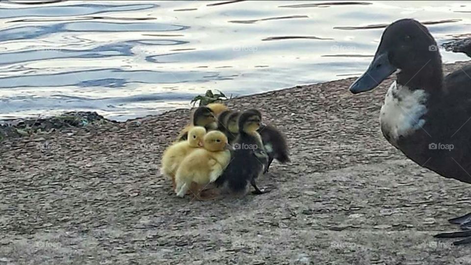 Duck and duckling near the lake