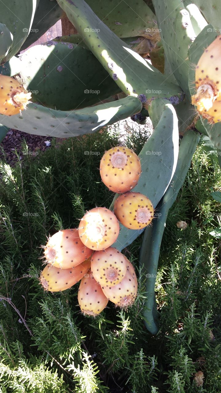 cactus fruits