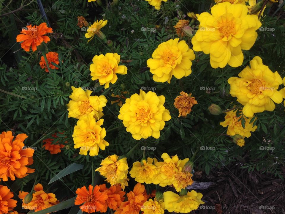 Orange and yellow marigolds