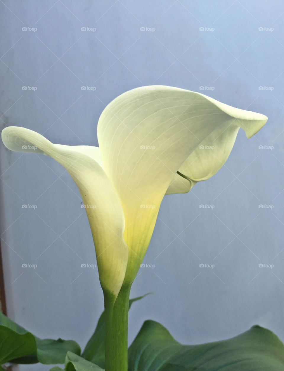 Calla Lily