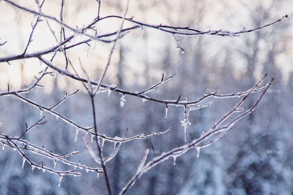 Icy scenery of branches