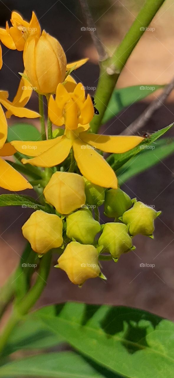 yellow flower buds