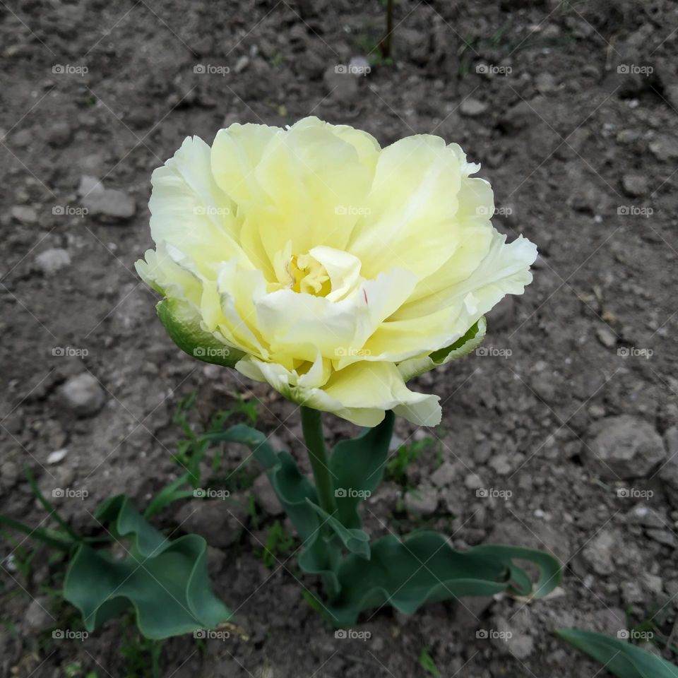 Beautiful white tulip
