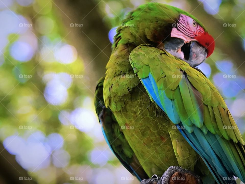 Green Parrot