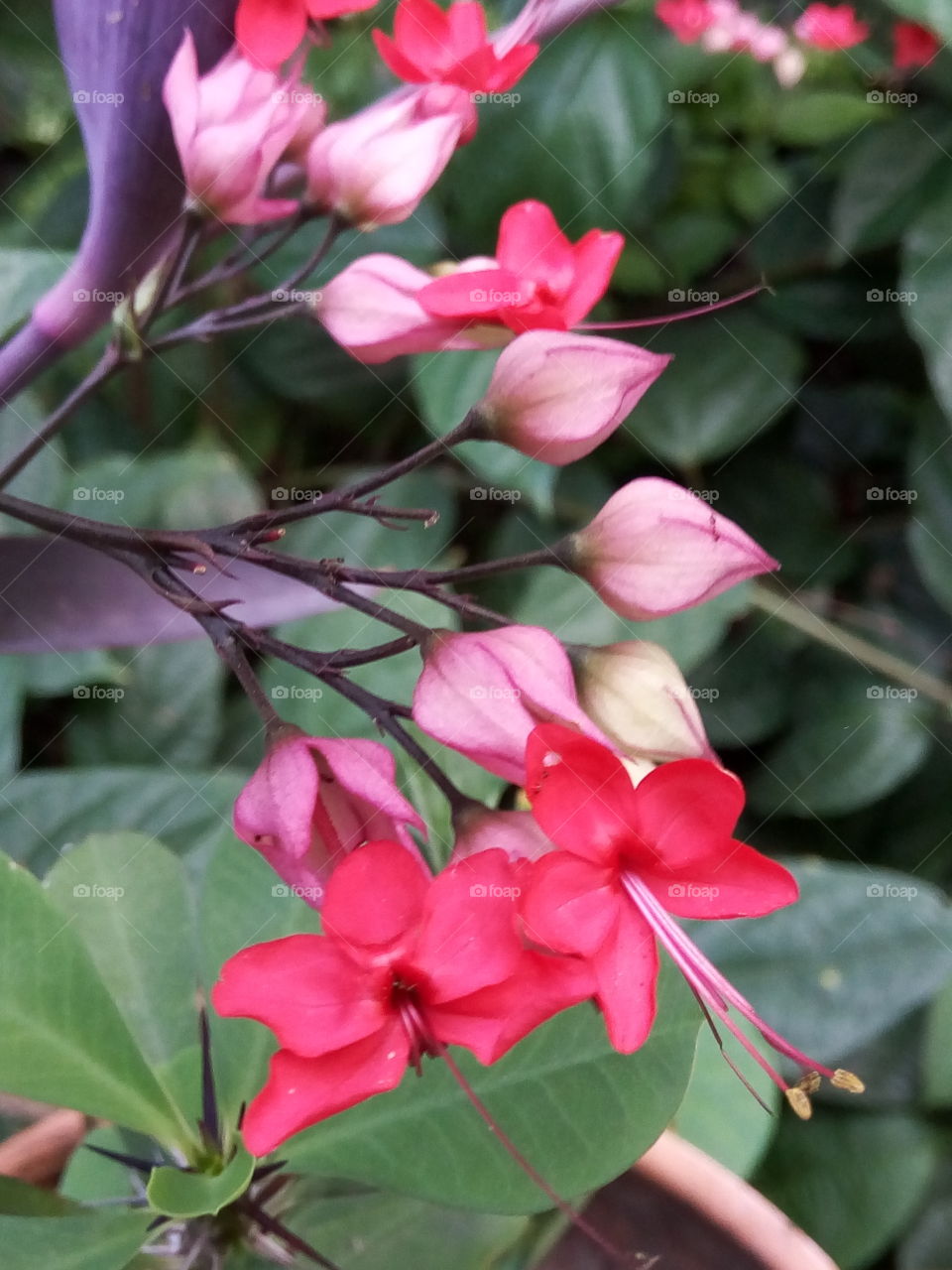 Jamaican   flowering