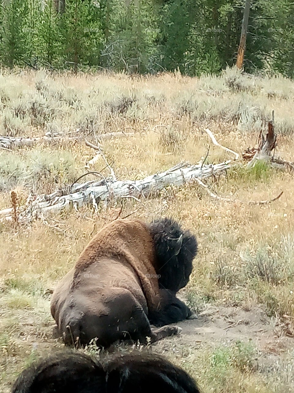 buffalo Yellowstone National Park