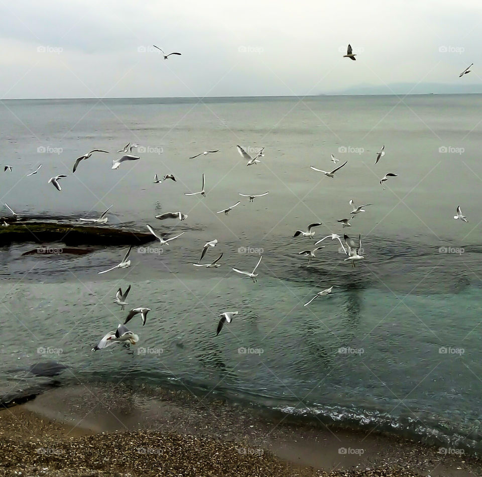 Beach and seagull winter sea by elvio