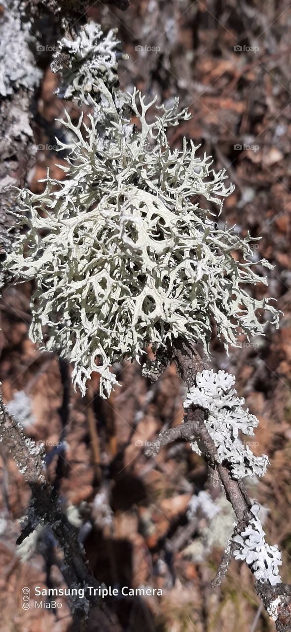 lichen on the tree