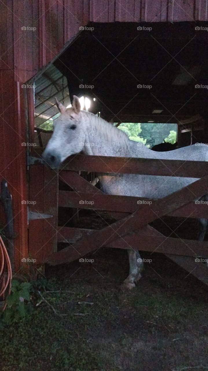 speckled white horse at gate