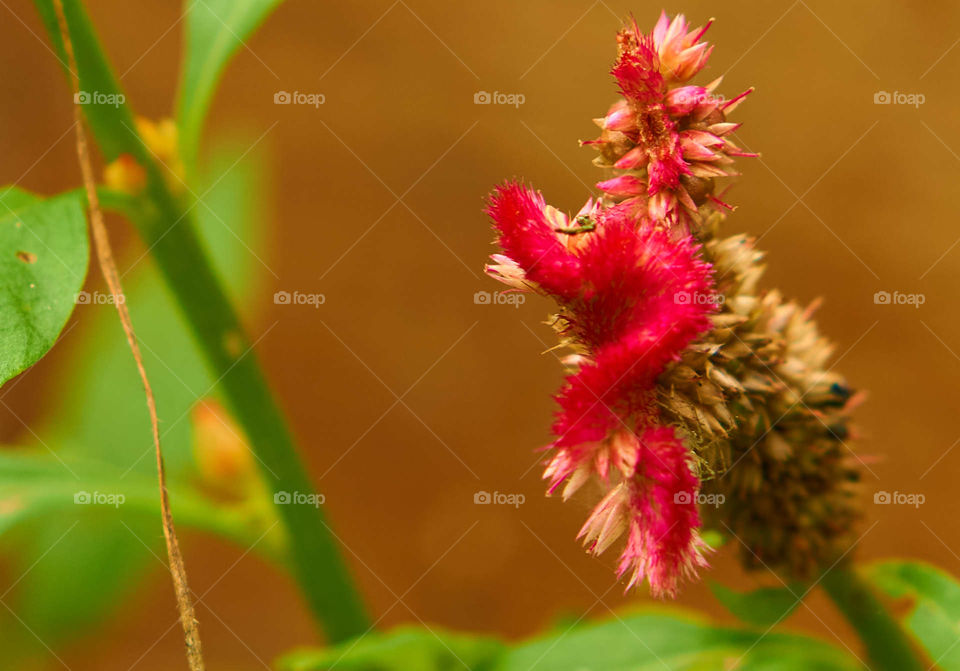 Floral photography - cockscomb