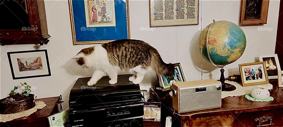 In her exploration of the antique cabinet with the spinning globe and framed photographs “Linda”, the cat from “Bavaria” walks over the home stereo unit. She does it very catlike with elegance, grace and the utmost care. 2023. Hypnotic Productions
