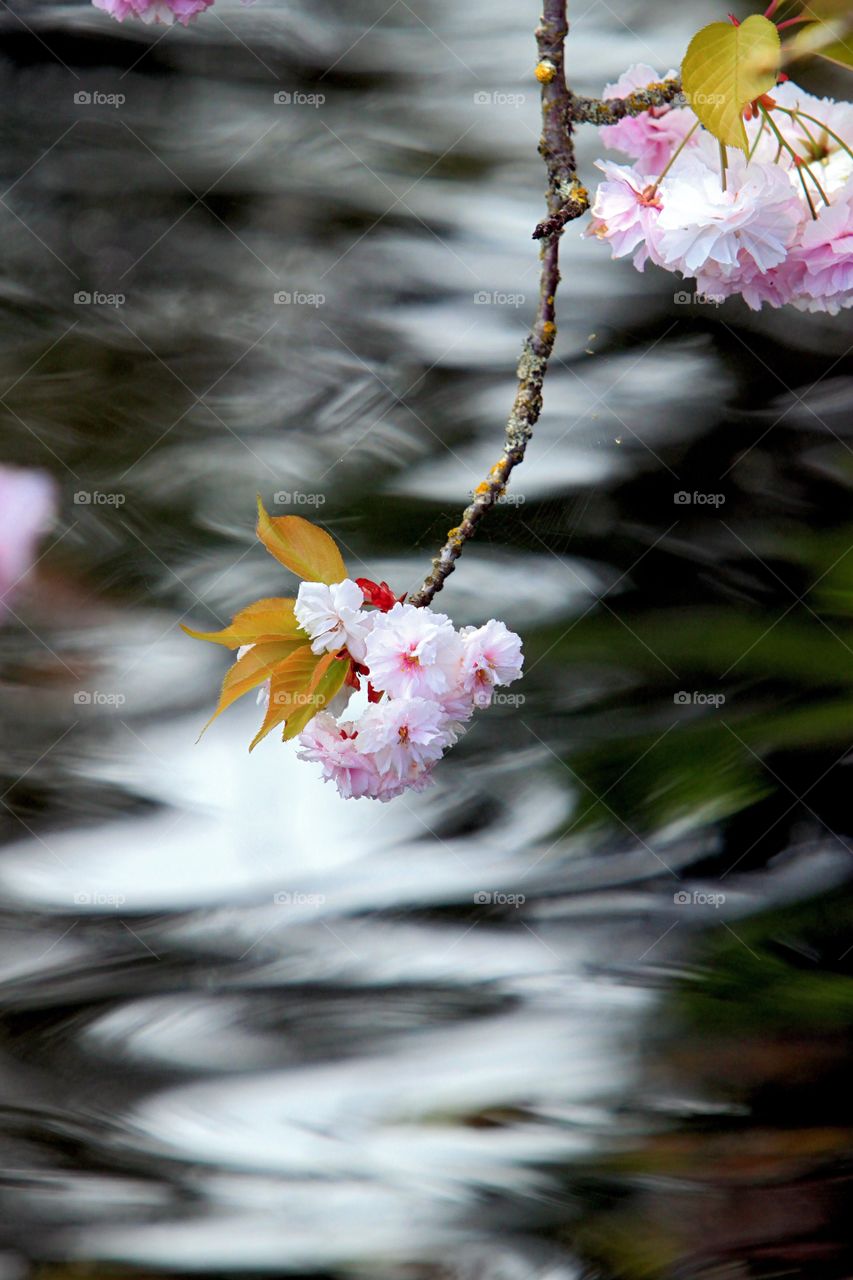 Tree blossoms and water