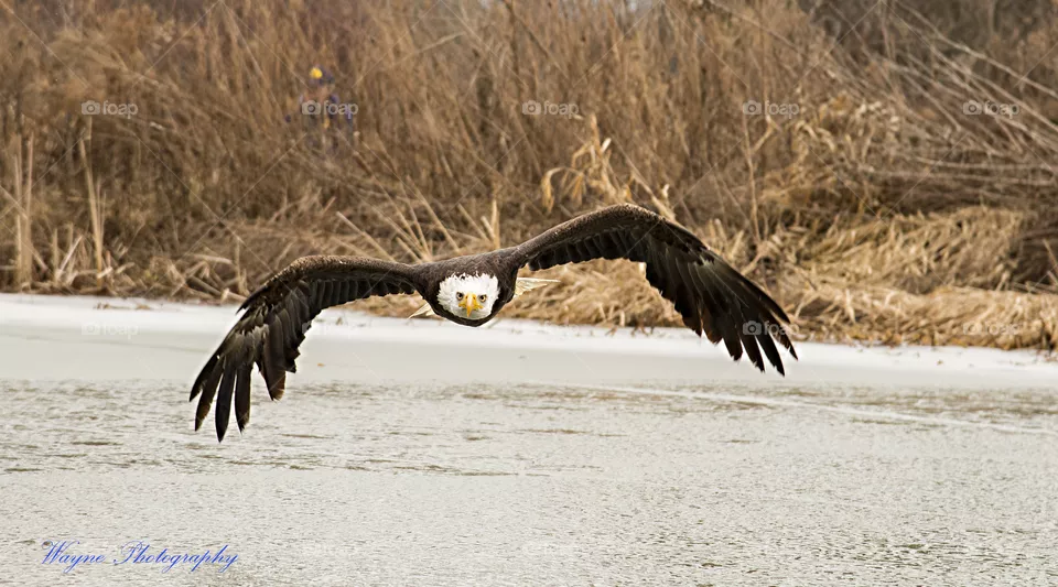 eagle