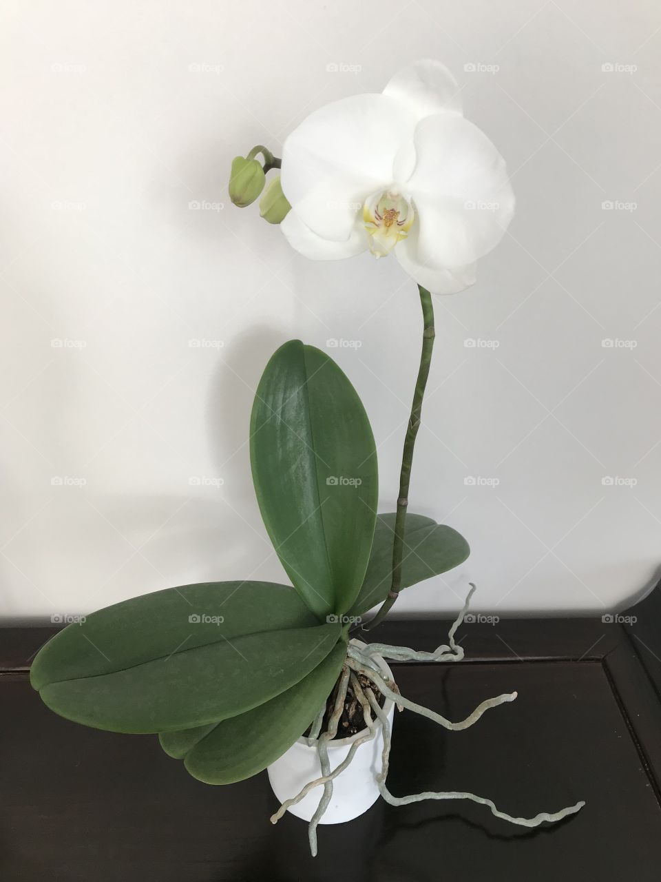 My blooming orchids 