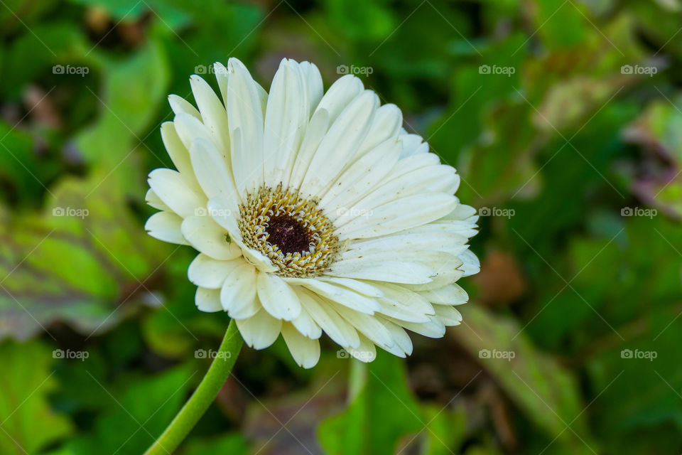 Gerbera, is genus of plants in Asteraceae daisy family