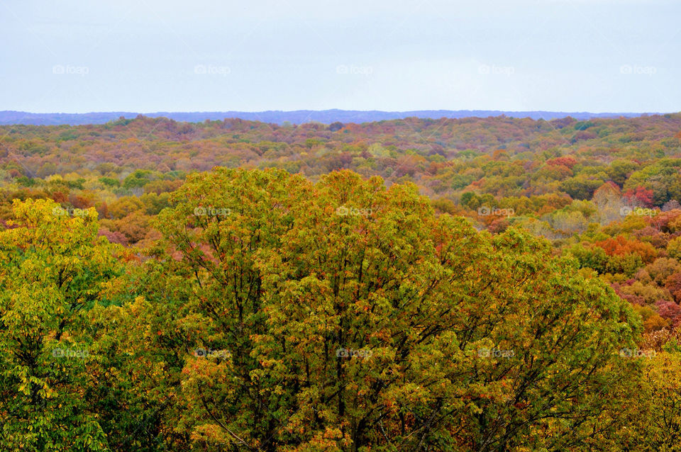 nature outdoors colors tree by refocusphoto