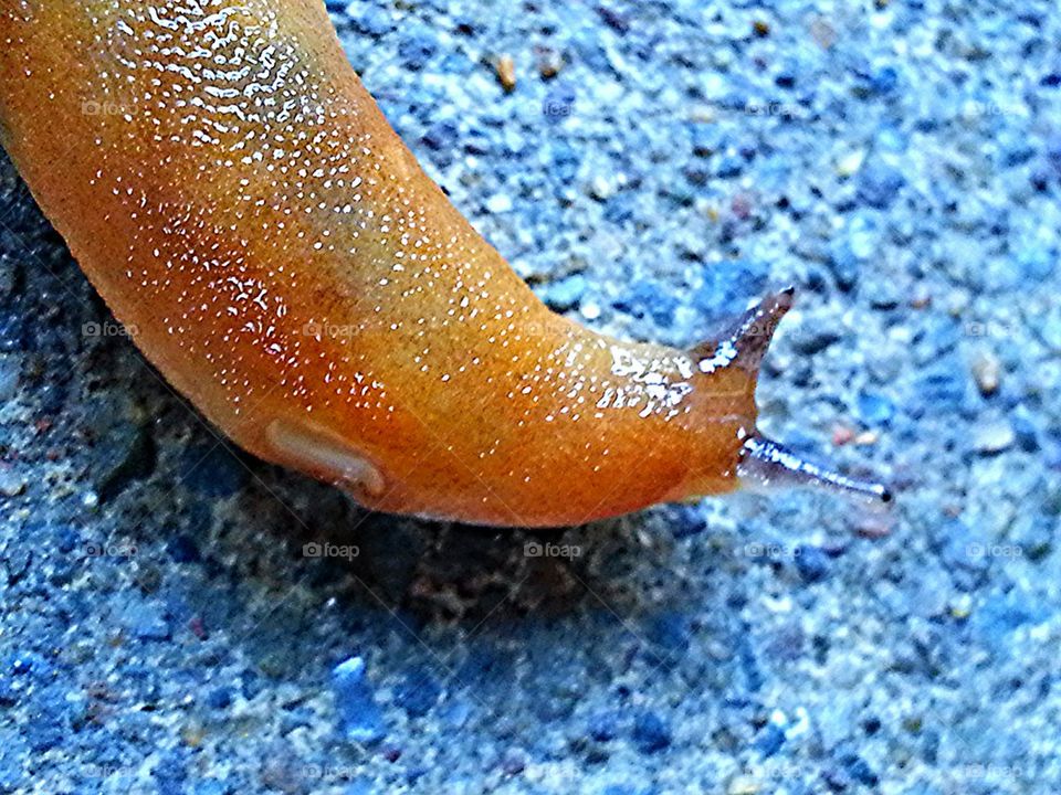 Snail Crawling
