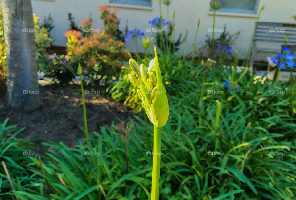 Blooming for Spring 