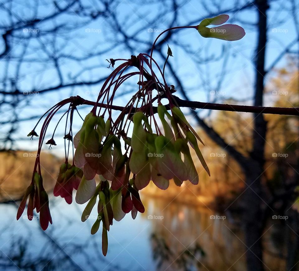 spring flowers and new seeds forming.  backdrop is lake.