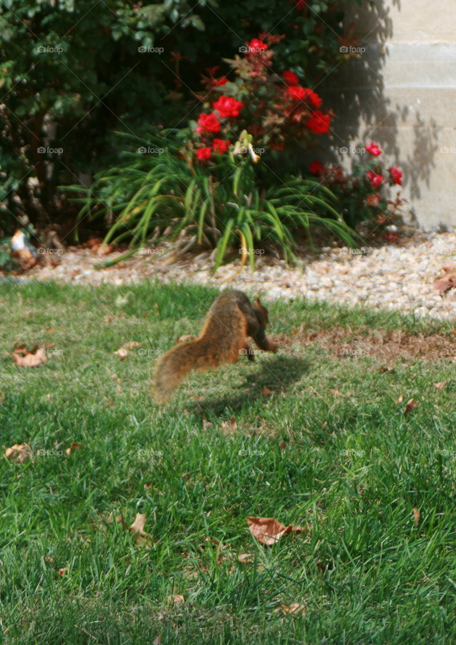 On the Run. Squirrel in the run