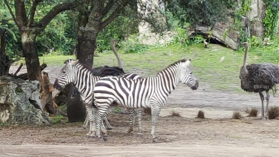 An ostrich had come to visit with the zebras at Animal Kingdom at the Walt Disney World Resort in Orlando, Florida.