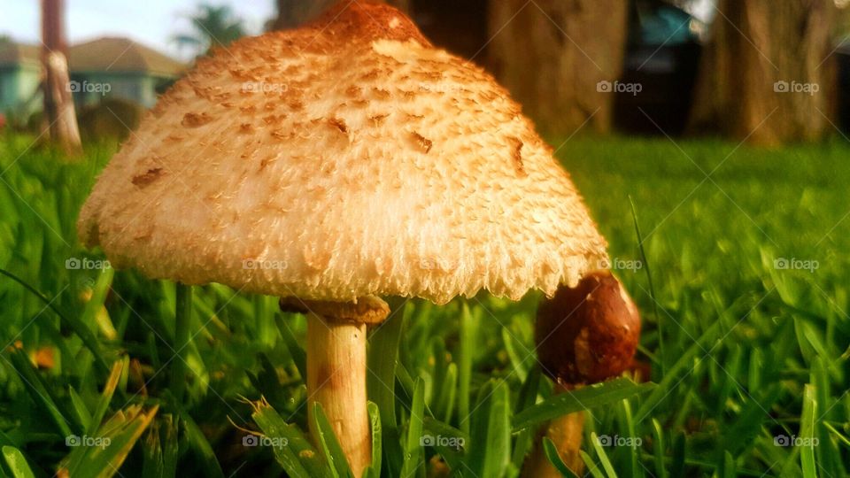 mushroom