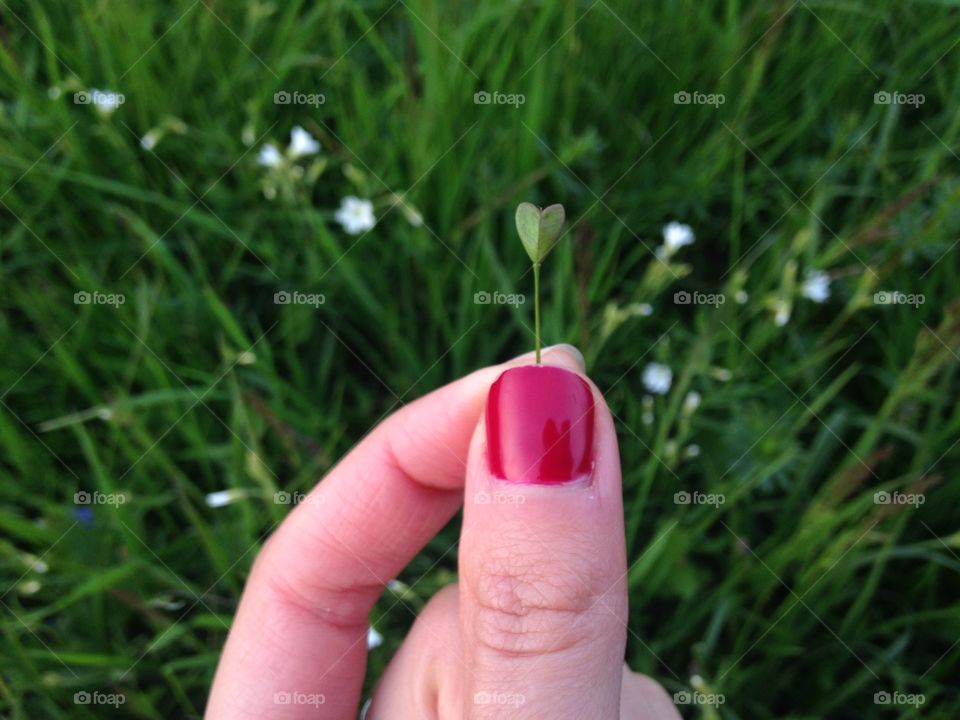 Grass, Nature, Summer, Outdoors, Garden